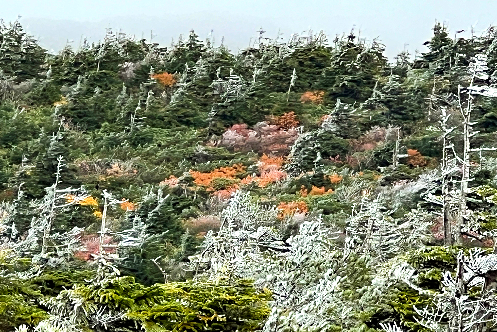 蔵王頂上近くの紅葉と樹氷の景色