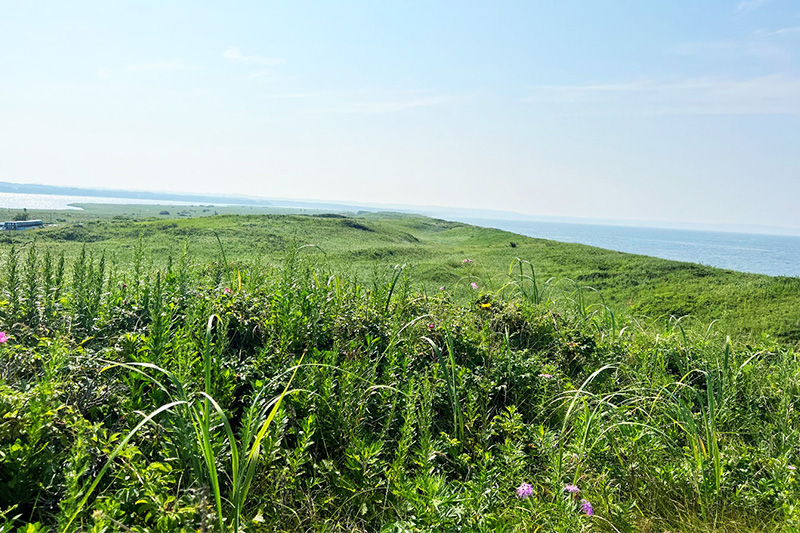 小清水原生花園